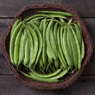 Bean - Forrester Bush (Organic Seed)
