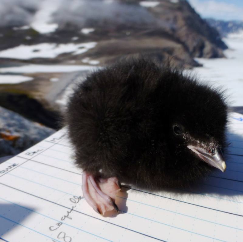 artic bird sitting on notebook