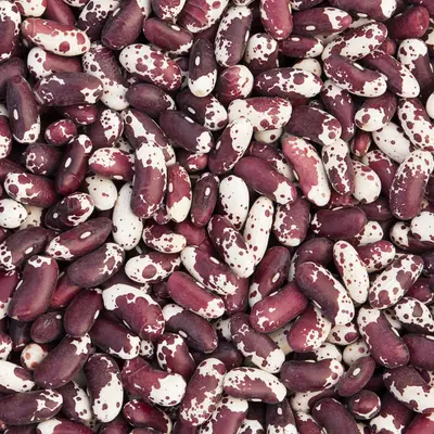 Bean - Jacob's Cattle (Organic Seed)
