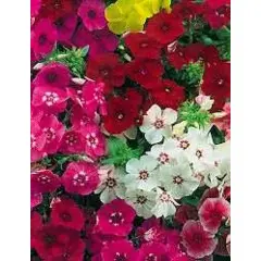 Phlox - Drummondi Mix (Bulk Seed)