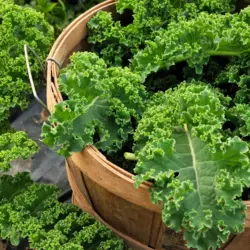 Kale - Dwarf Green Curled (Bulk Seed)