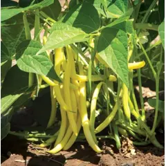 Bean - Custard (Bulk Seed)