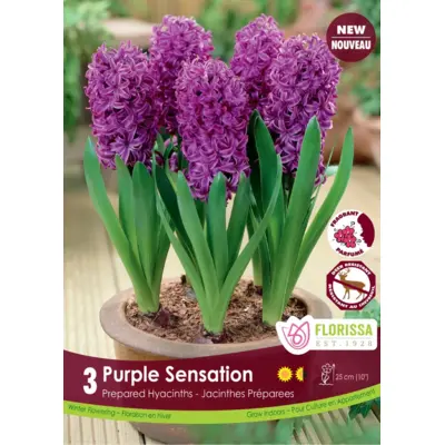 Hyacinth (Prepared) - 'Purple Sensation' 3/pkg
