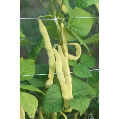 Bean - Goldmarie (Seed)