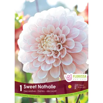 Dahlia - 'Sweet Nathalie' 1/pkg
