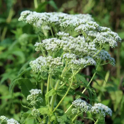 Boneset (Seed)