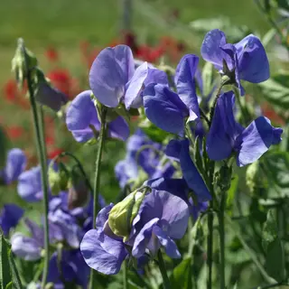 Sweet Pea - Lady Grisel Hamilton (Seed)