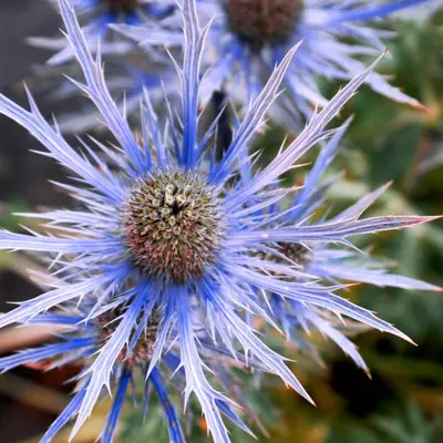 Sea Holly - Blue Ice (Seed)