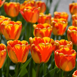 Tulip Flowers