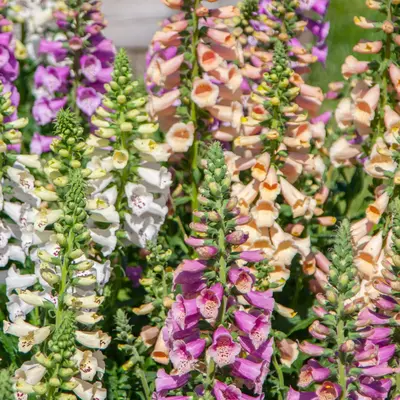Foxglove - Dottie Mix (Seed)