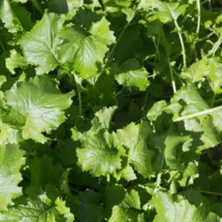 Turnip - Top Greens (Bulk Seed)
