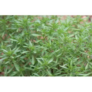 Herb - Summer Savoury (Seed)