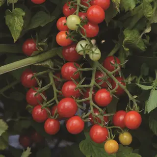 Tomato - Candyland Red (Seed)