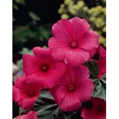 Lavatera - Ruby Regis (Bulk Seed)