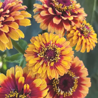 Zinnia - Macarenia