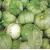 TOMATILLO TOMA VERDE 5G