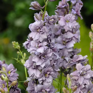 Larkspur - Misty Lavender (Seed)