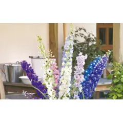 Delphinium - Pacific Giants Mix (Bulk Seed)