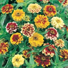 Zinnia - Button Box Mix (Bulk Seed)