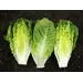 Lettuce - Xanadu (Seed)