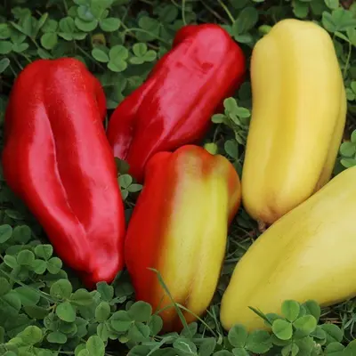 Hot Pepper - Nomad (Seed)