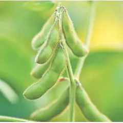 Bean - Edamame (Bulk Seed)