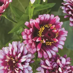 Zinnia - Mazurkia (Bulk Seed)
