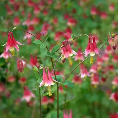 Wild Columbine (Seed)