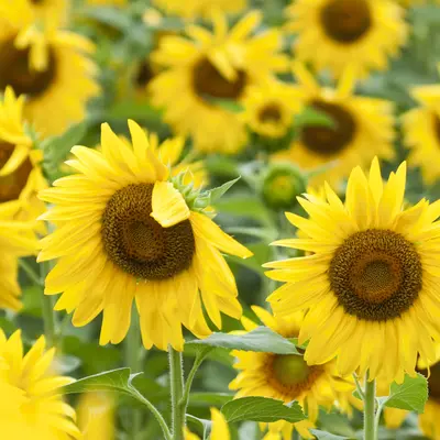 Sunflower - Full Sun (Seed)