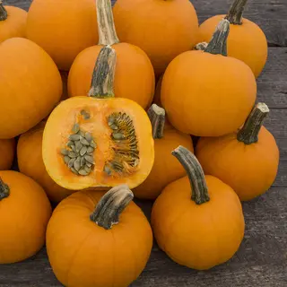 Pumpkin - Pie-Pita F1 (Organic Seed)