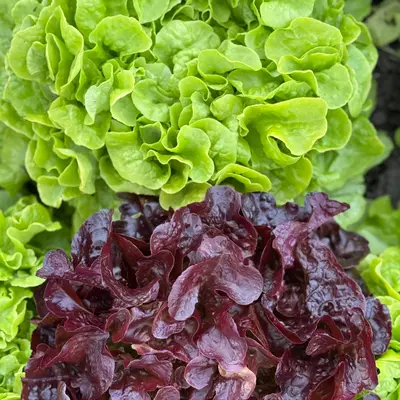 Lettuce - Double Oak Leaf (Seed)