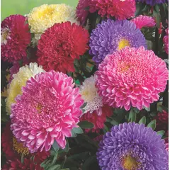 Aster - Powderpuff Mix (Bulk Seed)