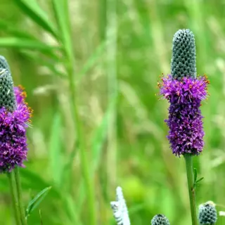 Purple Prairie Clover (Seed)