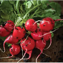 Radish - Cherry Belle (Bulk Seed)