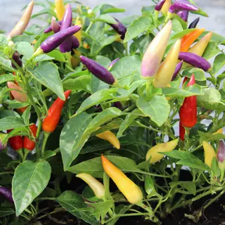 Hot Pepper - Jazz (Seed)