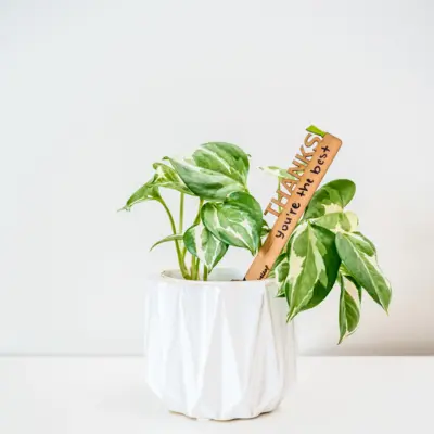 Mini Celebration Plant Stake