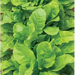Spinach - Perpetual Leaf Beet (Bulk Seed)