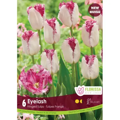 Tulip - 'Eyelash' 6/pkg