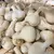 CROATIAN GARLIC