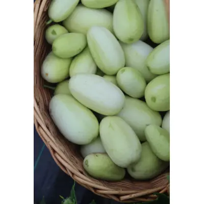Cucumber - Dragon's Egg (Seed)