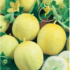 Cucumber - Lemon (Bulk Seed)