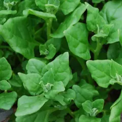 Spinach - New Zealand (Bulk Seed)