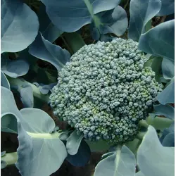 Broccoli - Waltham No. 29 (Bulk Seed)