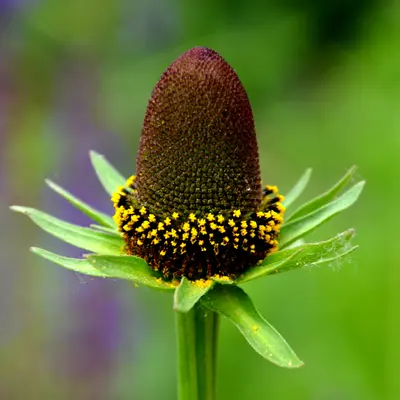Rudbeckia - Green Wizard (Seed)