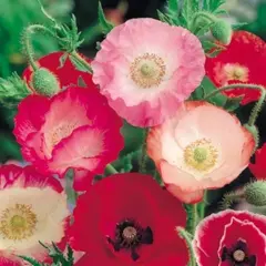 Poppy - Shirley Single Mix (Bulk Seed)