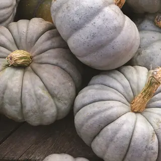 Pumpkin - Jarradhale (Seed)