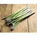 ASPARAGUS OG | 11 LBS