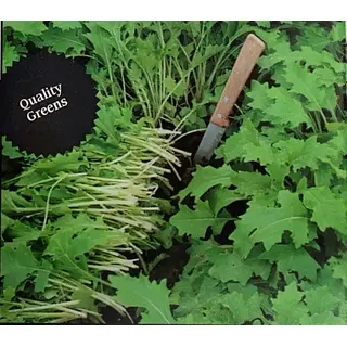 Turnip - Top Greens (Seed)
