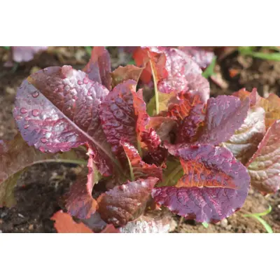 Lettuce - Outredgeous (Seed)