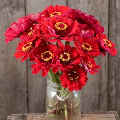 Zinnia - Meteor (Organic Seed)